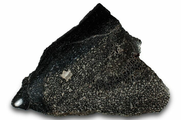 Polished Fossil Dinosaur Bone (Gembone) Section - Wyoming #309387